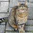Bhkz0PLx6qI-channel-avatar-Iromba