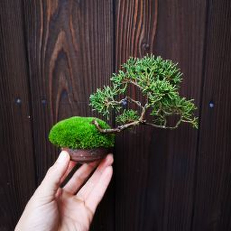 yamasibon KIWAのサムネイル