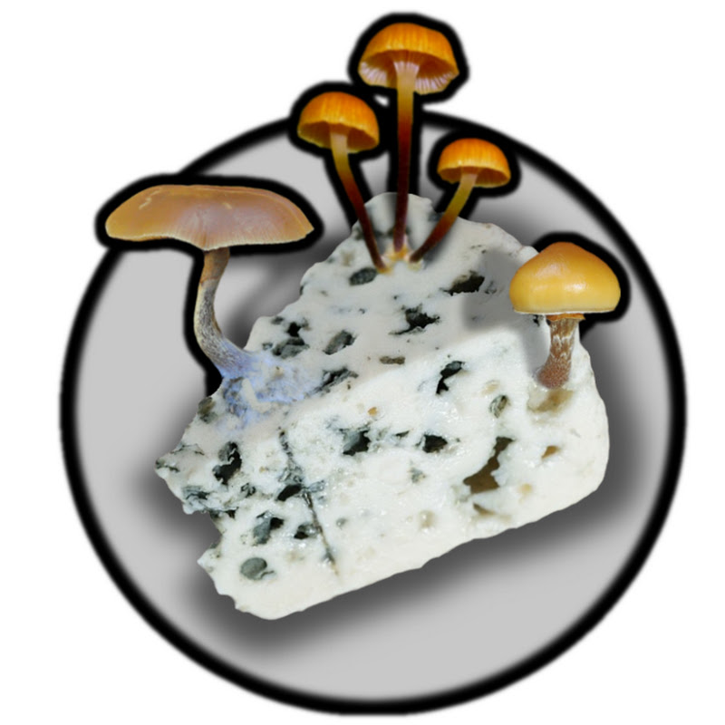 Mycéliums
