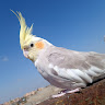 Автор