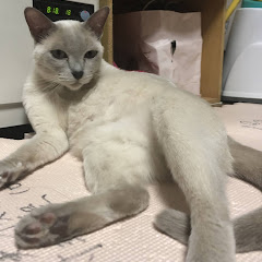 マロチャンネル
