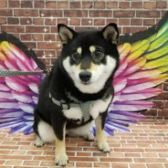 わたひろ