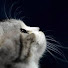p0TuZnMF19E-channel-avatar-comet11bright