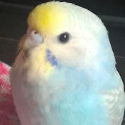愛されインコ