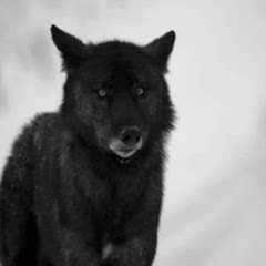 Lone Wolf