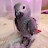 Life with Keelo the African Grey parrot
