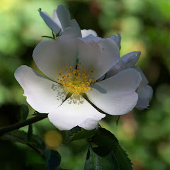 Gardening at 58 North net worth