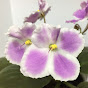 African Violet Thailand logo