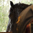 ejPII7QV2eA-channel-avatar-Paarden Waarden