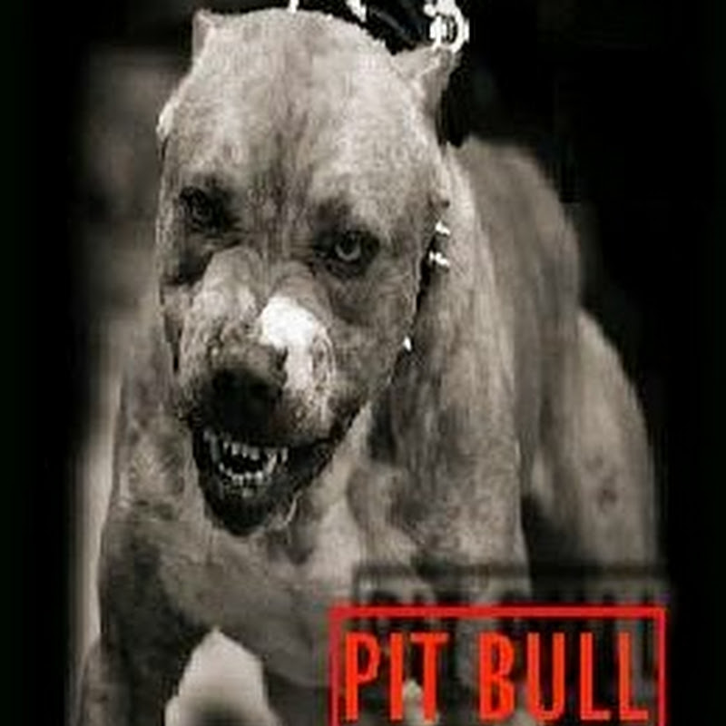 Pitbull (Classic HipHop & Rap)