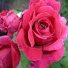 BitcN0FGU3U-channel-avatar-Ruth Rachel Anderson-Avraham ও Official