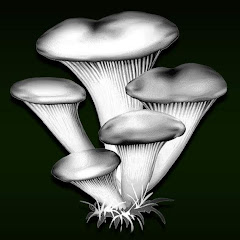 MushRoom Angels Games
