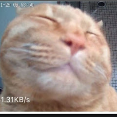 にゃろめっこアイコン画像