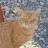 @고양이-q8q