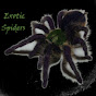 Exotic-Spiders