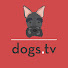kC-XAsv1YKY-channel-avatar-dogs tv