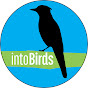 intoBirds logo