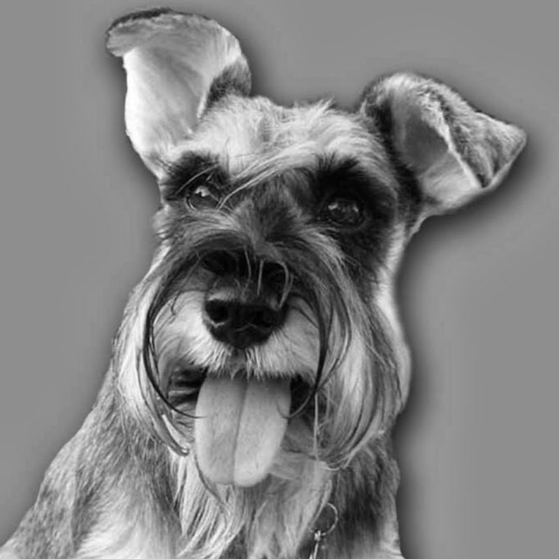 kidowmer icon