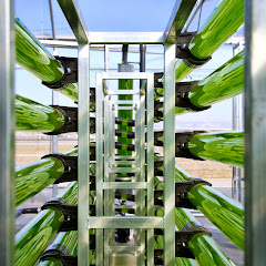 AlgaEnergy