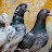 Nouman Khan Pigeon
