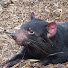 zefYLfer7uw-channel-avatar-tassiebaz