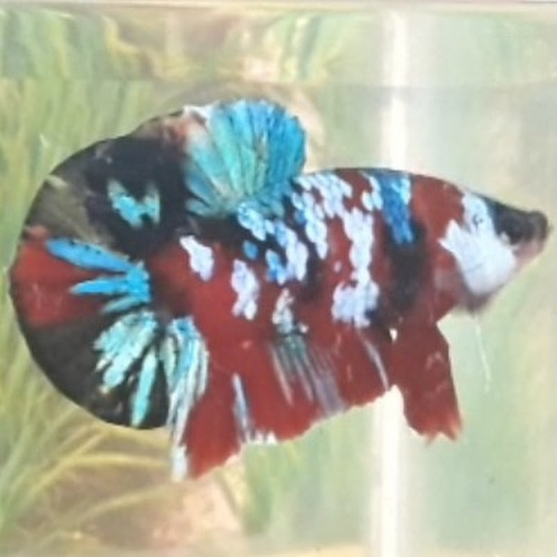 betta PHÚC THỊNH