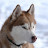 @akkioshin715 Avatar