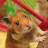 @kartjang