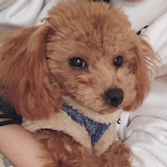 いとうと預かりちゃん【保護動物一時預かりボランティア】アイコン画像