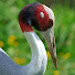 DTAHSCeGbEE-channel-avatar-Sarus Crane