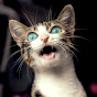 I'm kitting! Avatar