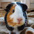 M1hFCrkl6RA-channel-avatar-Little Adventures
