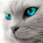 bluenite cat
