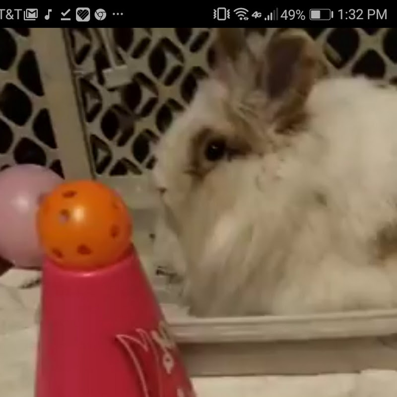 WILLOW THE BUNNY