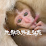 Bpkgtajlxjs-channel-avatar-Jigokudani Yaenkoen地獄谷野猿公苑（Snow Monkey）