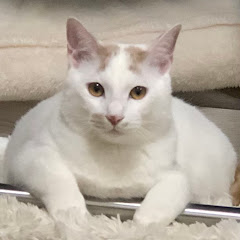 デブ猫監視員アイコン画像