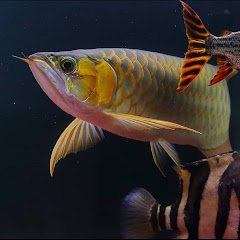 ヴァルナアイコン画像