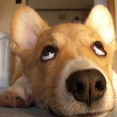 视频 Dog Video宠物アイコン画像