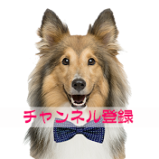 J国チャンネル