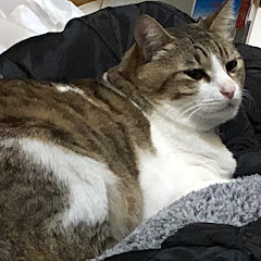 青玉林檎