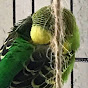 Smudge the Budgie logo