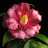 Camellia Blooms Tarot
