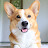 Topi The Corgi