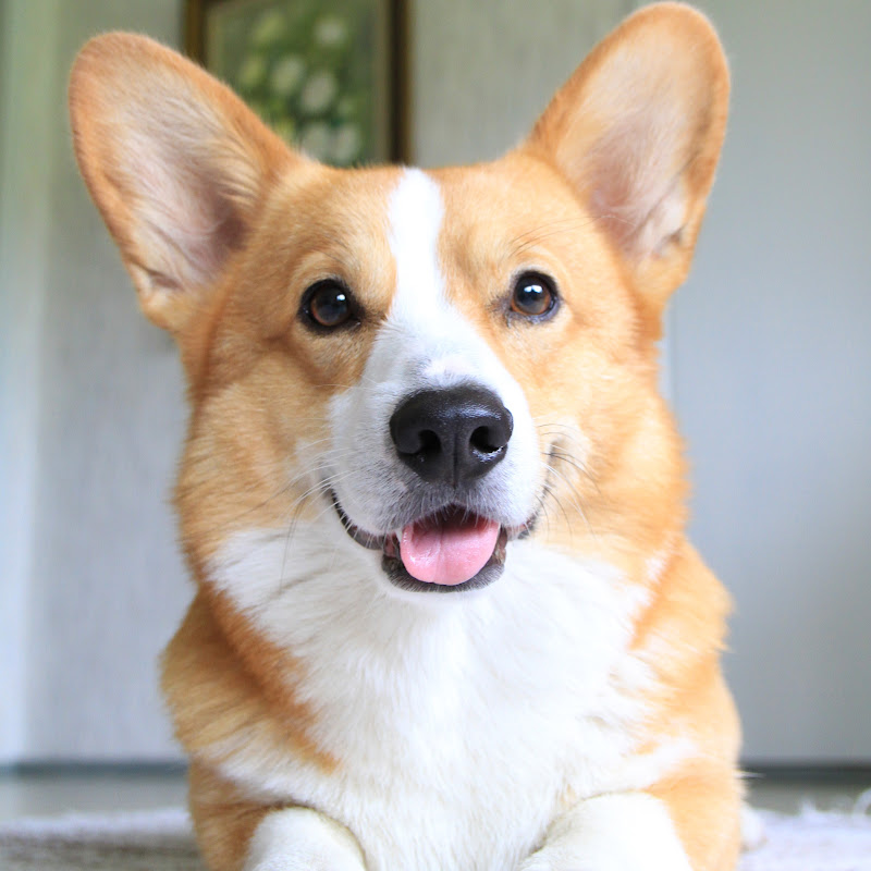 Topi The Corgi