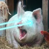 LazerPig