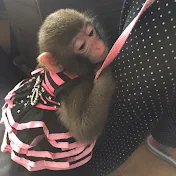Aris Monkey