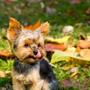 Willow the Yorkie