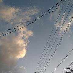 Harii