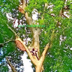 ayub muhammad Avatar