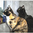 Vylq7au8iSM-channel-avatar-Minou Elliot